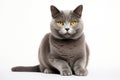 Chartreux Cat Upright On A White Background