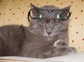 Chartreux cat is wearing glasses reading book