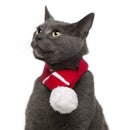 Chartreux cat wearing winter scarf, 3 years old