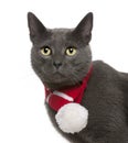 Chartreux cat wearing winter scarf, 3 years old Royalty Free Stock Photo