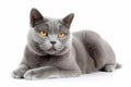 Chartreux Cat On White Background. Generative AI