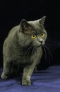 Chartreux Domestic Cat, Adult against Black Background Royalty Free Stock Photo