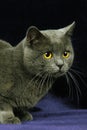 Chartreux Domestic Cat, Adult laying against Black Background Royalty Free Stock Photo