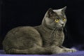 Chartreux Domestic Cat, Adult laying against Black Background Royalty Free Stock Photo