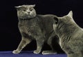 Chartreux Domestic Cat, Adults against Black Background, Defensive Posture Royalty Free Stock Photo