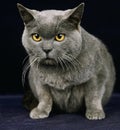 Chartreux Domestic Cat against Black Background Royalty Free Stock Photo