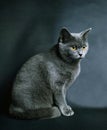 Chartreux Domestic Cat against Black Background Royalty Free Stock Photo