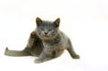 Chartreux Domestic Cat, Kitten Scratching