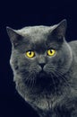 Chartreux Domestic Cat, Portrait of Adult against Black Background Royalty Free Stock Photo