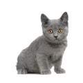 Chartreux Kitten Royalty Free Stock Photo