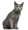 Chartreux kitten, 5 months old