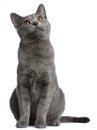 Chartreux kitten, 5 months old Royalty Free Stock Photo