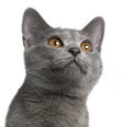 Chartreux kitten, 5 months old Royalty Free Stock Photo