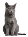 Chartreux kitten, 5 months old Royalty Free Stock Photo