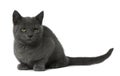 Chartreux Kitten sitting