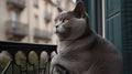 Chartreux\'s Contemplative Stance on a Parisian Balcony