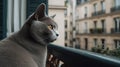 Chartreux\'s Contemplative Stance on a Parisian Balcony