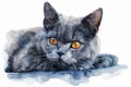 Chartreux watercolor, isolated on white background