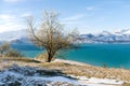 Charvak reservoir in winter in Uzbekistan and a lone tree. Beautiful winter landscape. The Tien Shan mountain system in Central Royalty Free Stock Photo