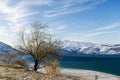 Charvak reservoir in winter in Uzbekistan and a lone tree. Beautiful winter landscape. The Tien Shan mountain system in Central Royalty Free Stock Photo