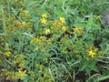 Chase Devil - Klamath Weed - Hypericum perforatum in Frankfurt, Main, Germany