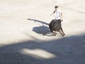 Chased by the bull Royalty Free Stock Photo
