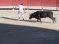 Chased by the bull