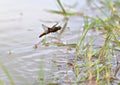 Chaser dragonfly hovering over water Royalty Free Stock Photo