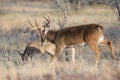 Chasing down a doe Royalty Free Stock Photo