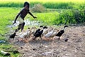 Chasing the duckling. Boundless joy of childhood. Joyful childhood.