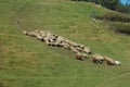 Chasing Sheep Royalty Free Stock Photo