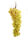 CHASSELAS WHITE GRAPE vitis vinifera AGAINST WHITE BACKGROUND