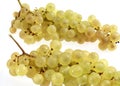 CHASSELAS WHITE GRAPE vitis vinifera AGAINST WHITE BACKGROUND