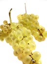 CHASSELAS WHITE GRAPE vitis vinifera AGAINST WHITE BACKGROUND