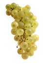 Chasselas White Grape, vitis vinifera, Fruit against White Background Royalty Free Stock Photo