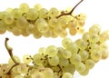 Chasselas White Grape, vitis vinifera, Fruit against White Background