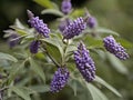 Chaste Tree (Vitex agnus-castus)