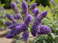 Chaste Tree (Vitex agnus-castus)