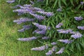 Chaste tree or vitex flowering plant with lavender flowers spikes
