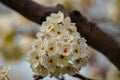 Chastity pear tree bloom