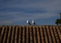 Chat on the roof Royalty Free Stock Photo