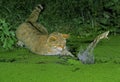 CHAT SAUVAGE D`EUROPE felis silvestris