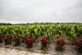 Chateau Clos d'estournel vineyard,saint Estephe, right bank,Bordeaux, France