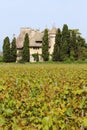 Chateau de Ripaille vineyard, Ripaille, Savoie, France