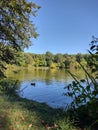 Duck on the lake of Chateau Kozel, Czech Republic, EU - The Manor house Kozel