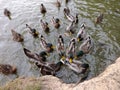 Ducks at Chateau Kozel, Czech Republic, EU - The Manor house Kozel