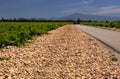 Chateauneuf du Pape vineyards, France