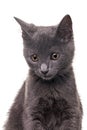 Chatreaux Kitten Royalty Free Stock Photo