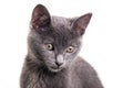 Chatreaux Kitten Royalty Free Stock Photo