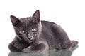 Chatreaux Kitten Royalty Free Stock Photo